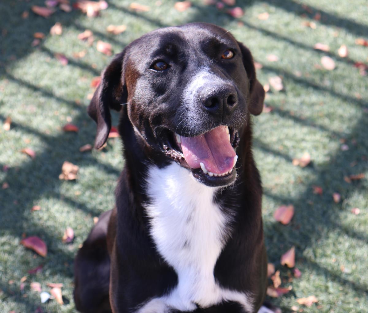 Enlarge Popeye, a Adoptable mixed breed in McKinney, TX image 1/3