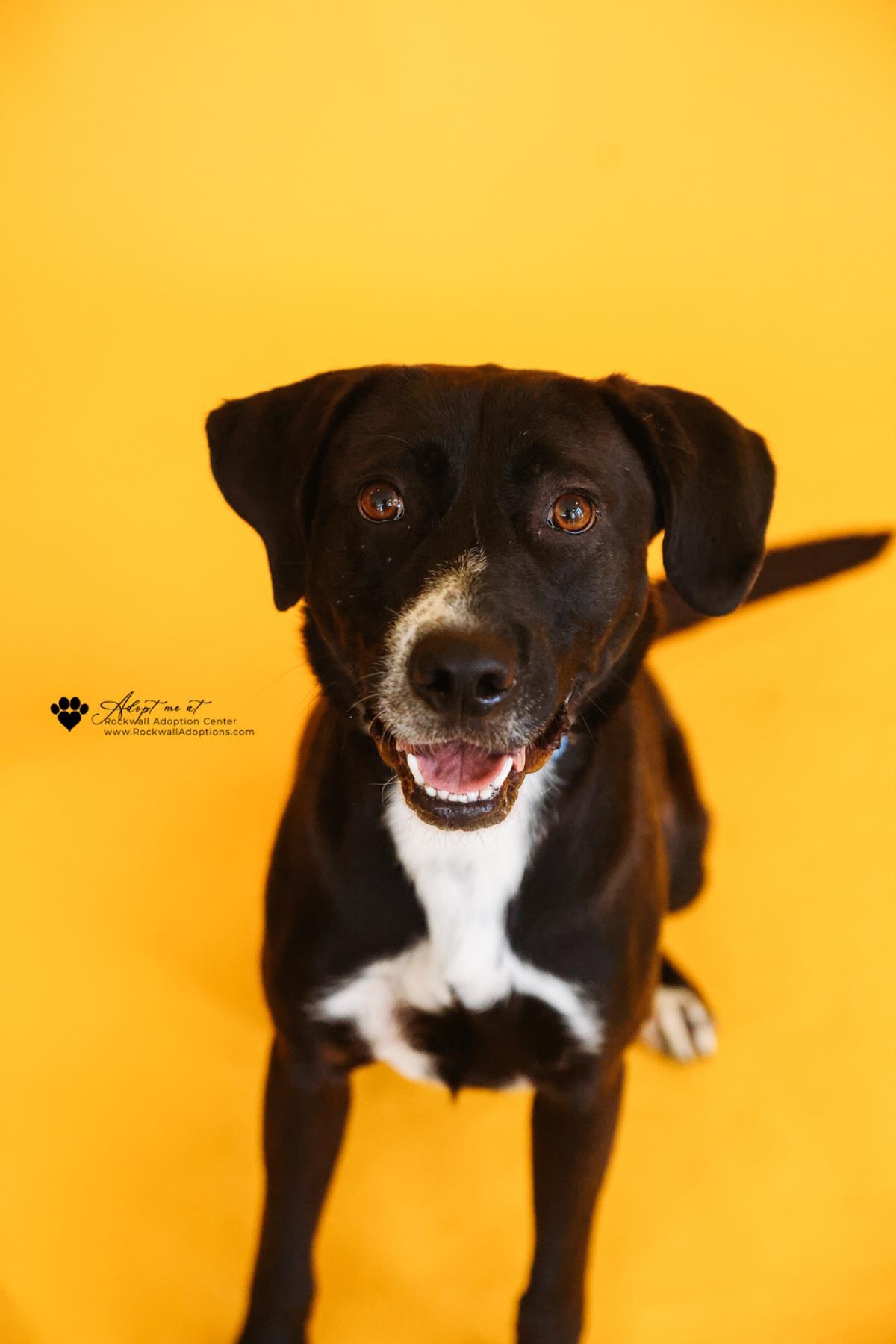 Enlarge Popeye, a Adoptable mixed breed in McKinney, TX image 3/3