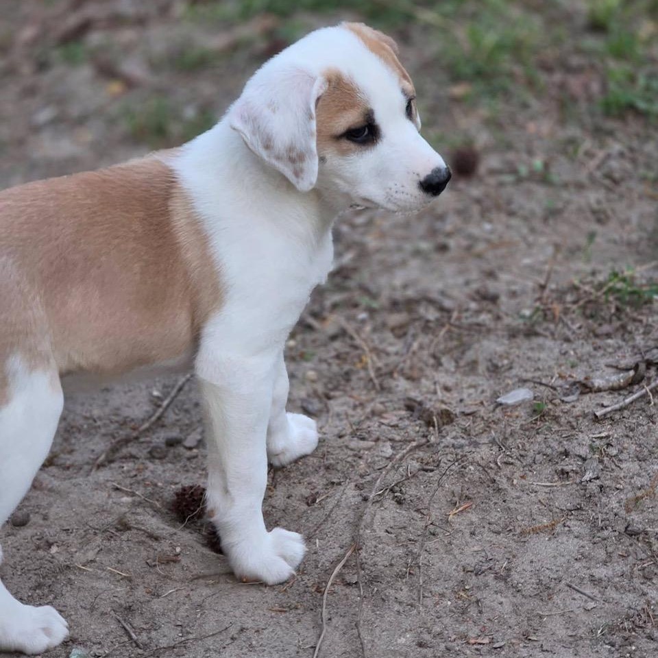 Enlarge Rouge, a ADOPTABLE mixed breed in Richmond, VA image 4/6