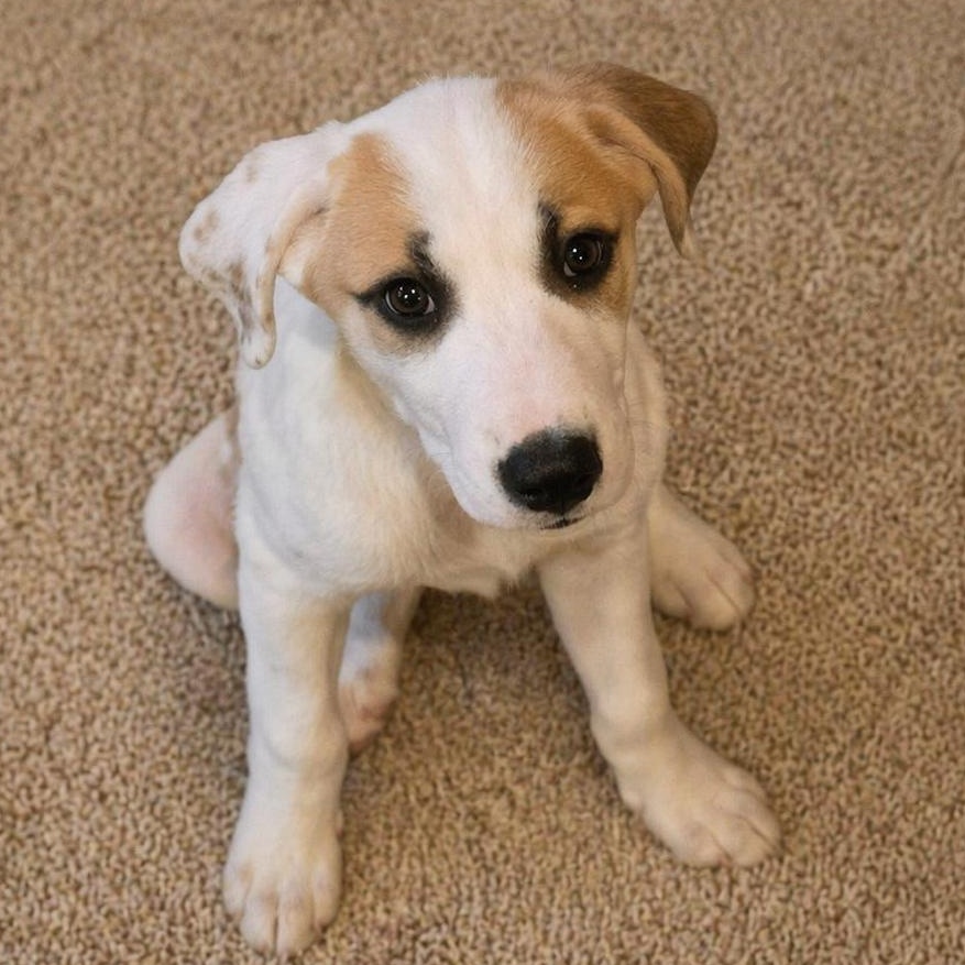 Rouge, ADOPTABLE, Puppy Female Great Pyrenees & Hound.