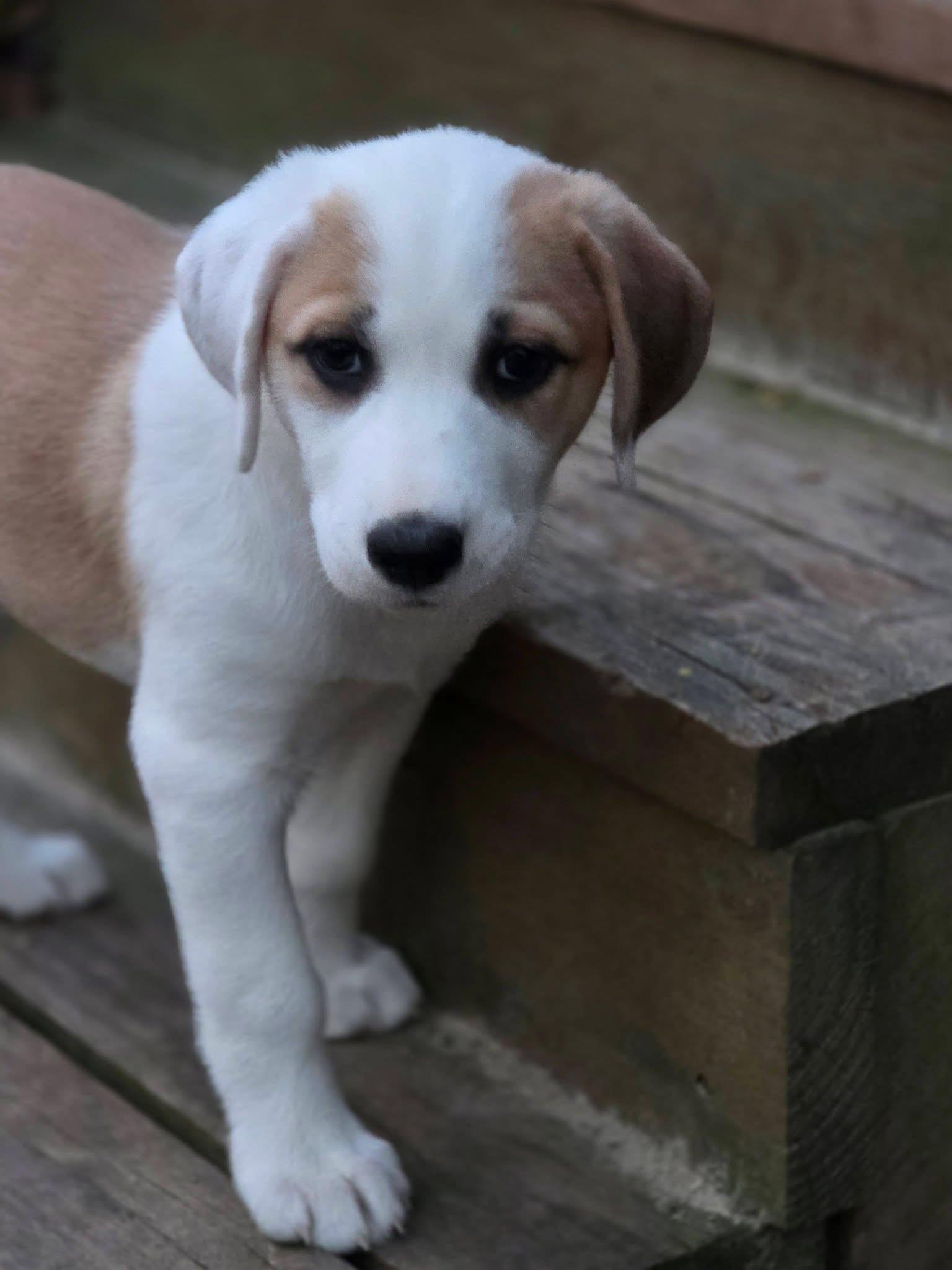Enlarge Rouge, a ADOPTABLE mixed breed in Richmond, VA image 2/6