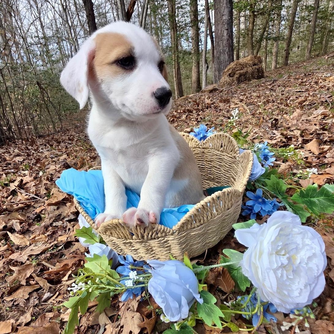 Enlarge Rouge, a ADOPTABLE mixed breed in Richmond, VA image 6/6