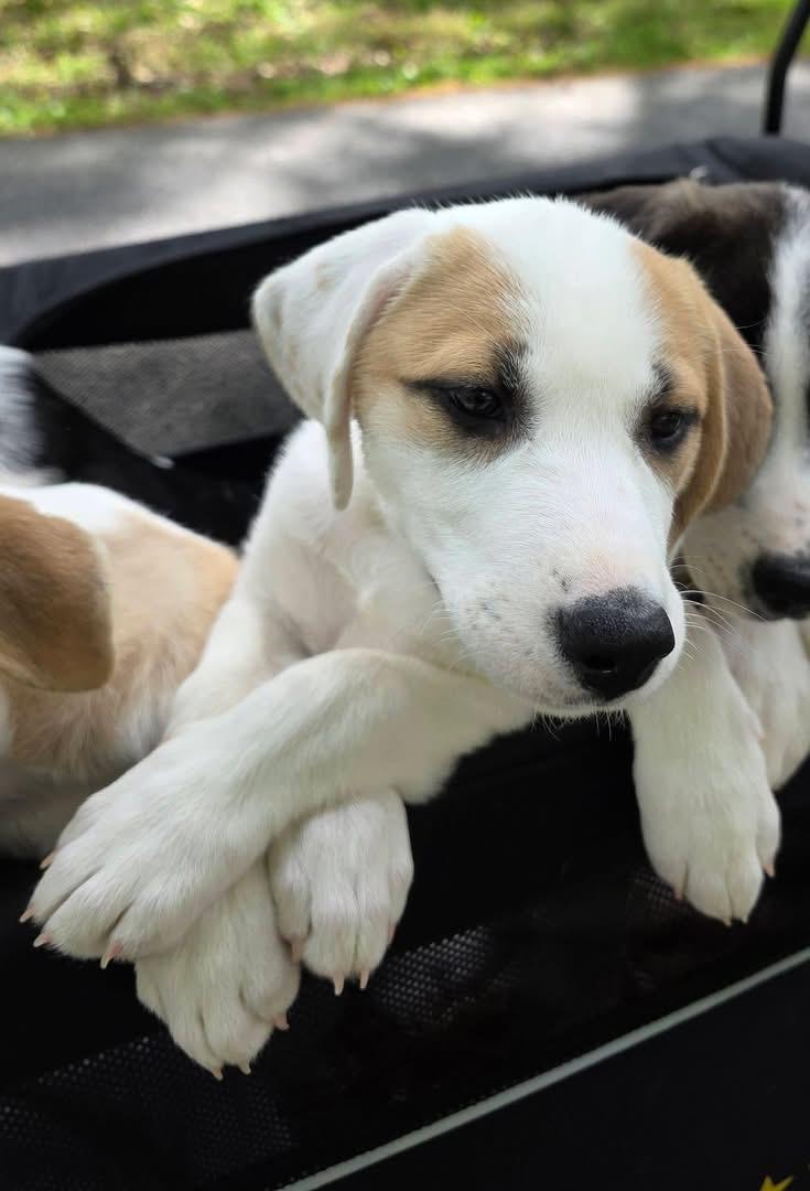 Enlarge Rouge, a ADOPTABLE mixed breed in Richmond, VA image 3/6