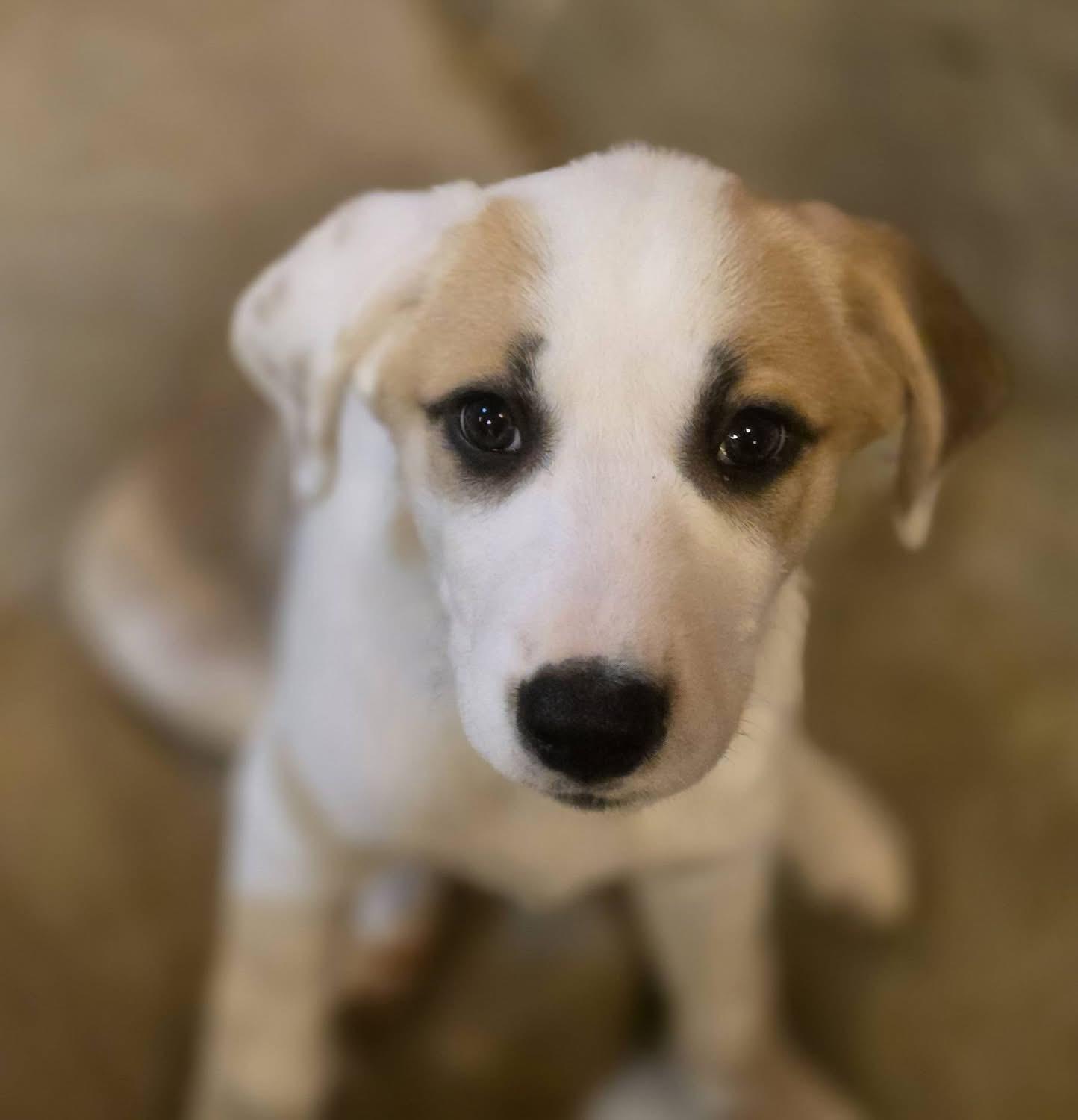 Enlarge Rouge, a ADOPTABLE mixed breed in Richmond, VA image 5/6