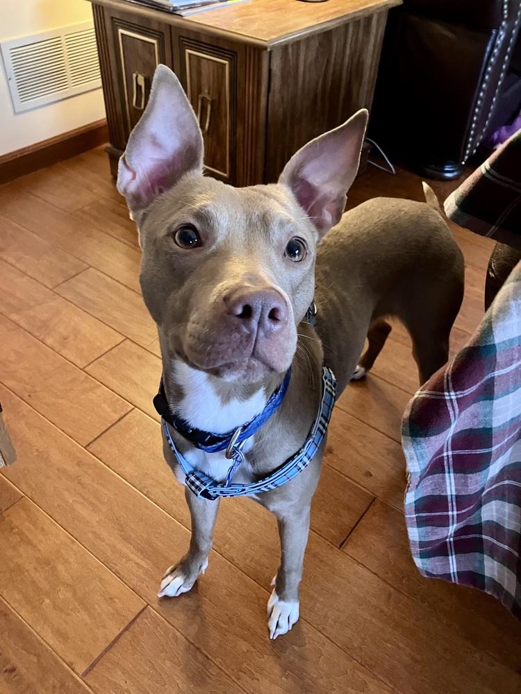 Enlarge Clove, a Adoptable mixed breed in New Albany, OH image 1/6