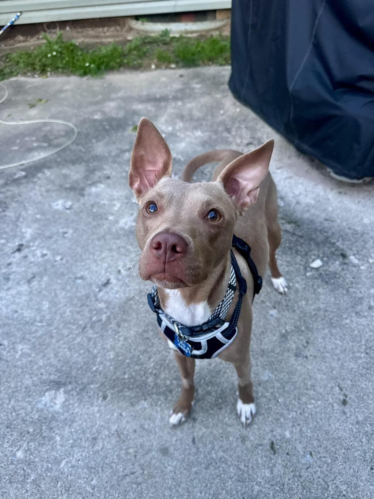 Clove, Adoptable, Adult Female Terrier.