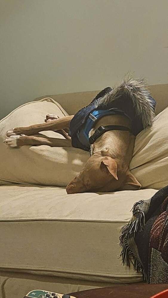 Clove, a Adoptable mixed breed in New Albany, OH image 1/5