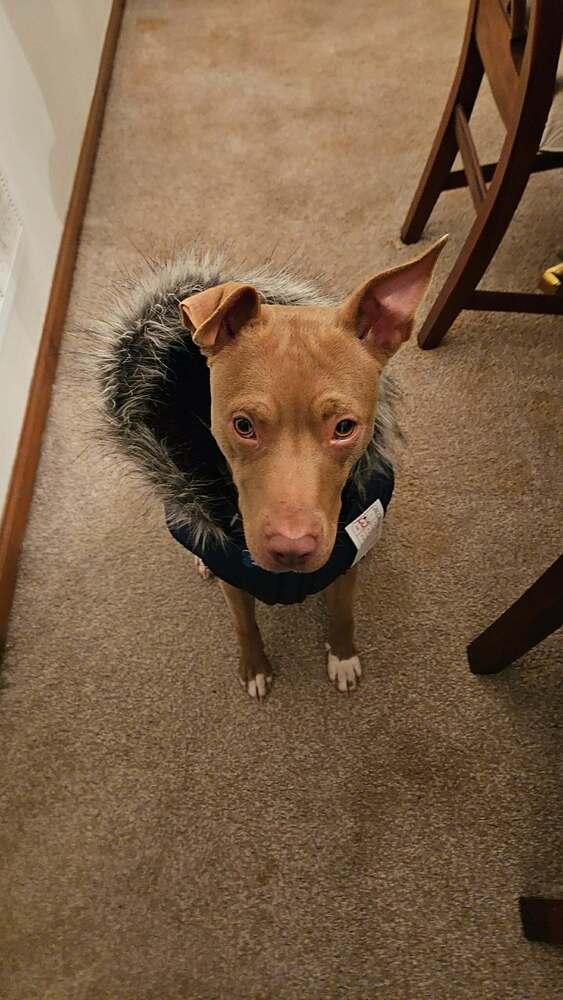 Clove, a Adoptable mixed breed in New Albany, OH image 2/5