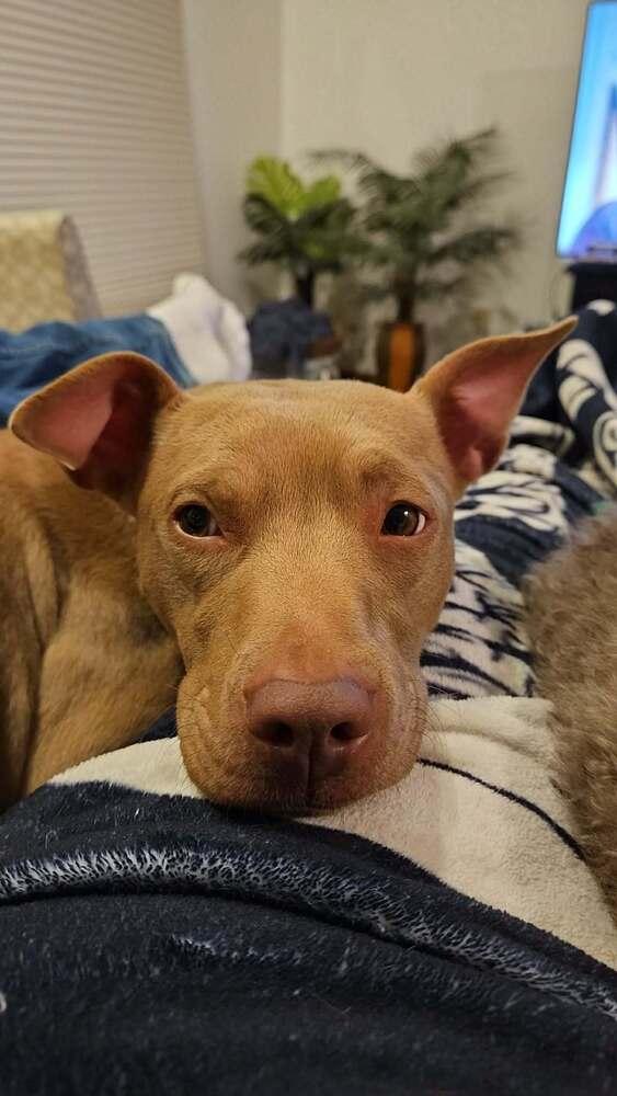 Clove, Adoptable, Adult Female Terrier.