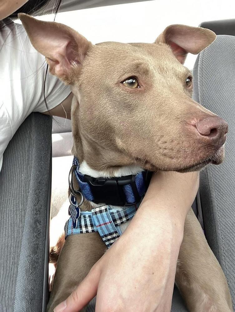 Enlarge Clove, a Adoptable mixed breed in New Albany, OH image 2/6