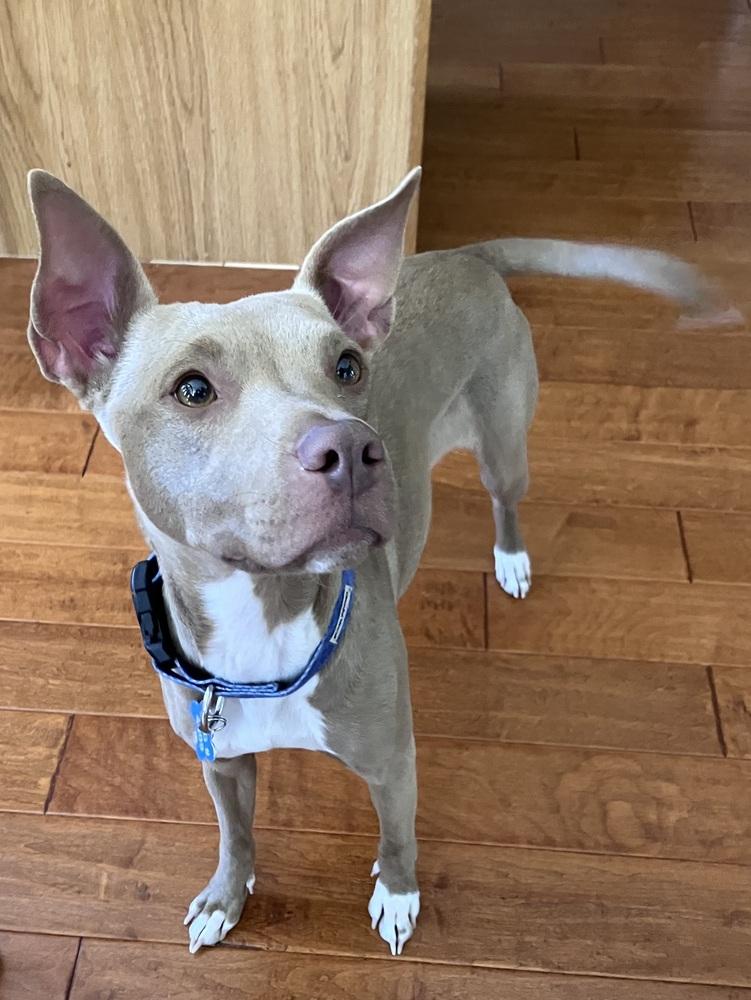 Clove, a Adoptable mixed breed in New Albany, OH image 2/6