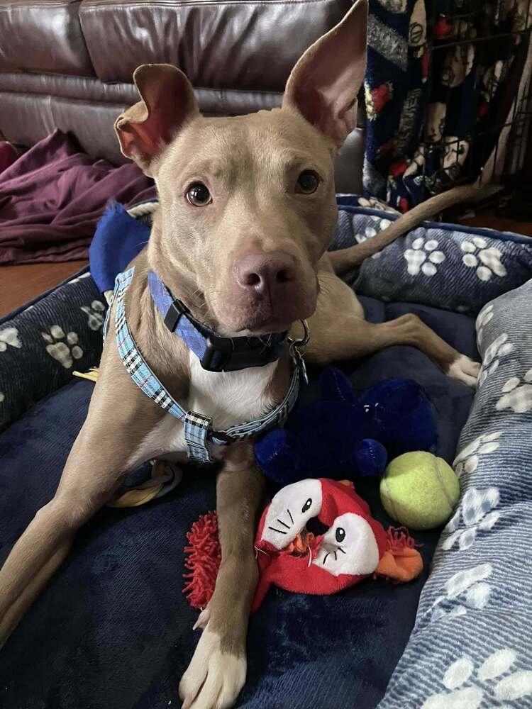 Enlarge Clove, a Adoptable mixed breed in New Albany, OH image 4/6