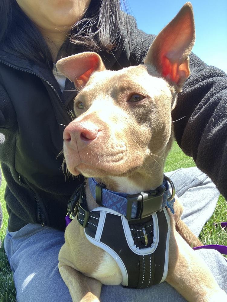 Clove, a Adoptable mixed breed in New Albany, OH image 4/6