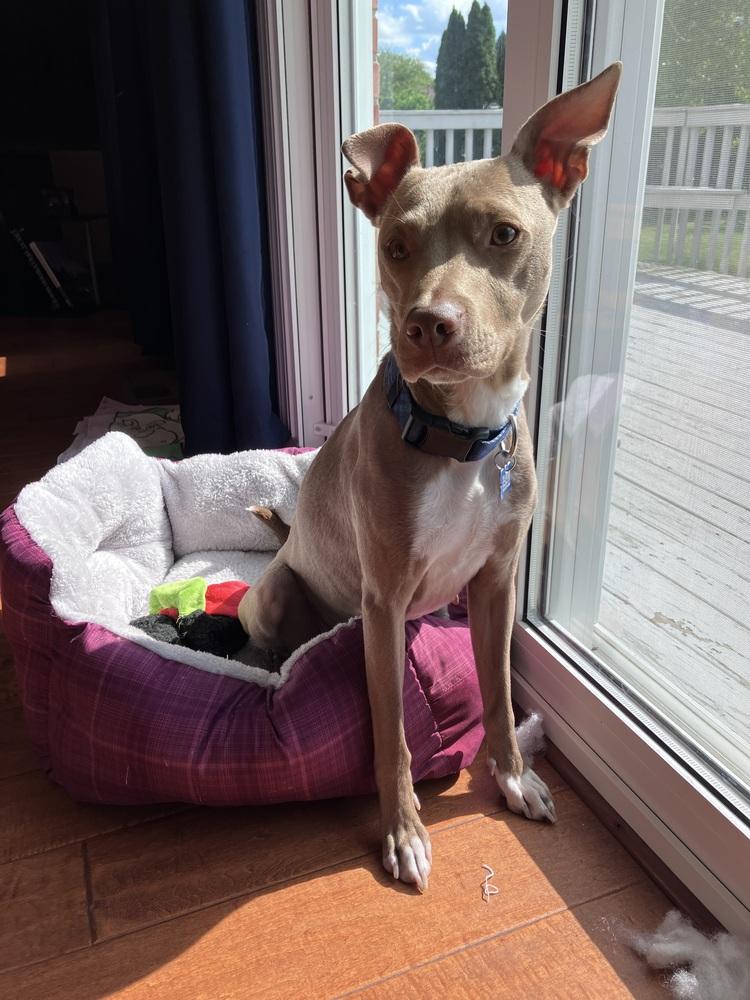 Clove, a Adoptable mixed breed in New Albany, OH image 5/6
