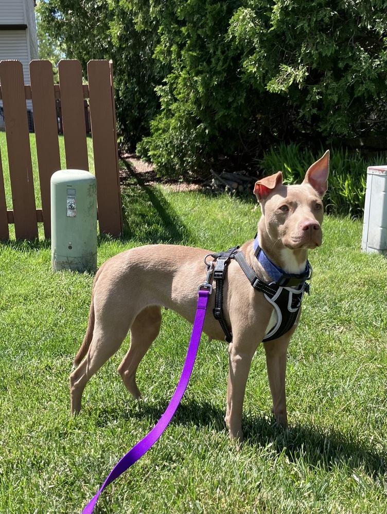 Clove, a Adoptable mixed breed in New Albany, OH image 6/6