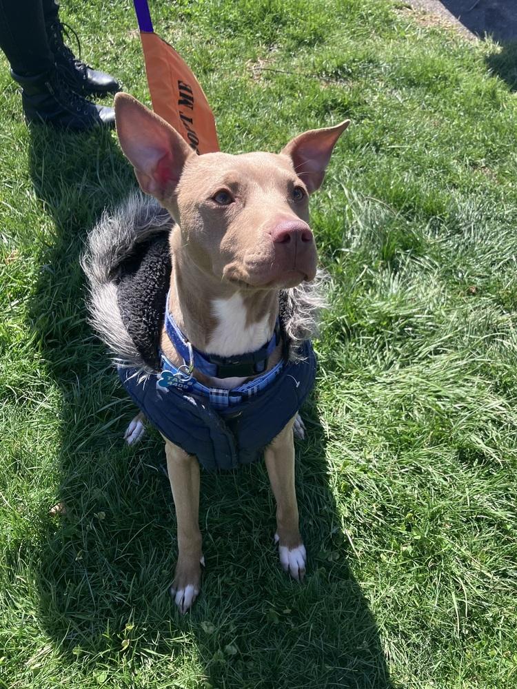 Enlarge Clove, a Adoptable mixed breed in New Albany, OH image 5/6