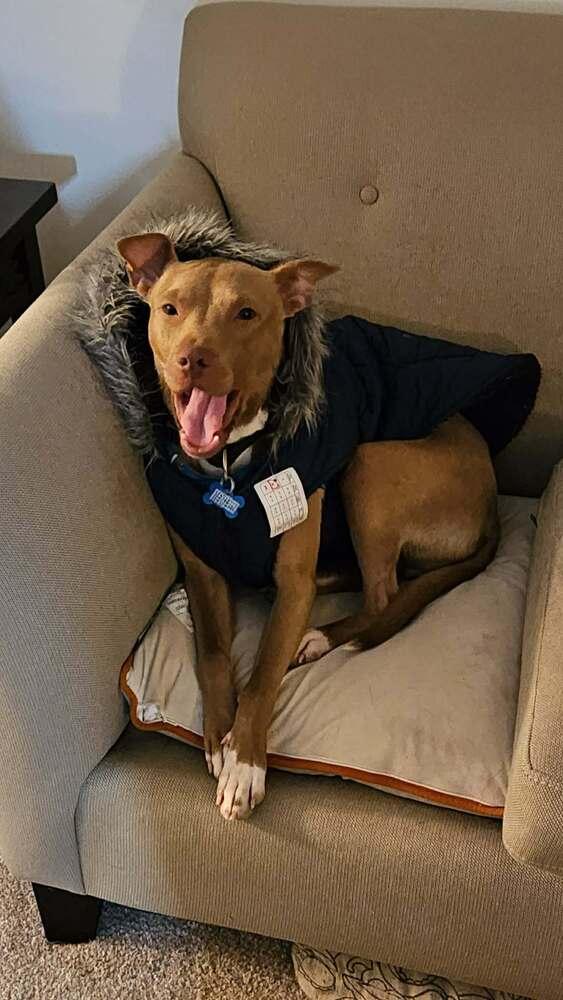 Clove, a Adoptable mixed breed in New Albany, OH image 5/5