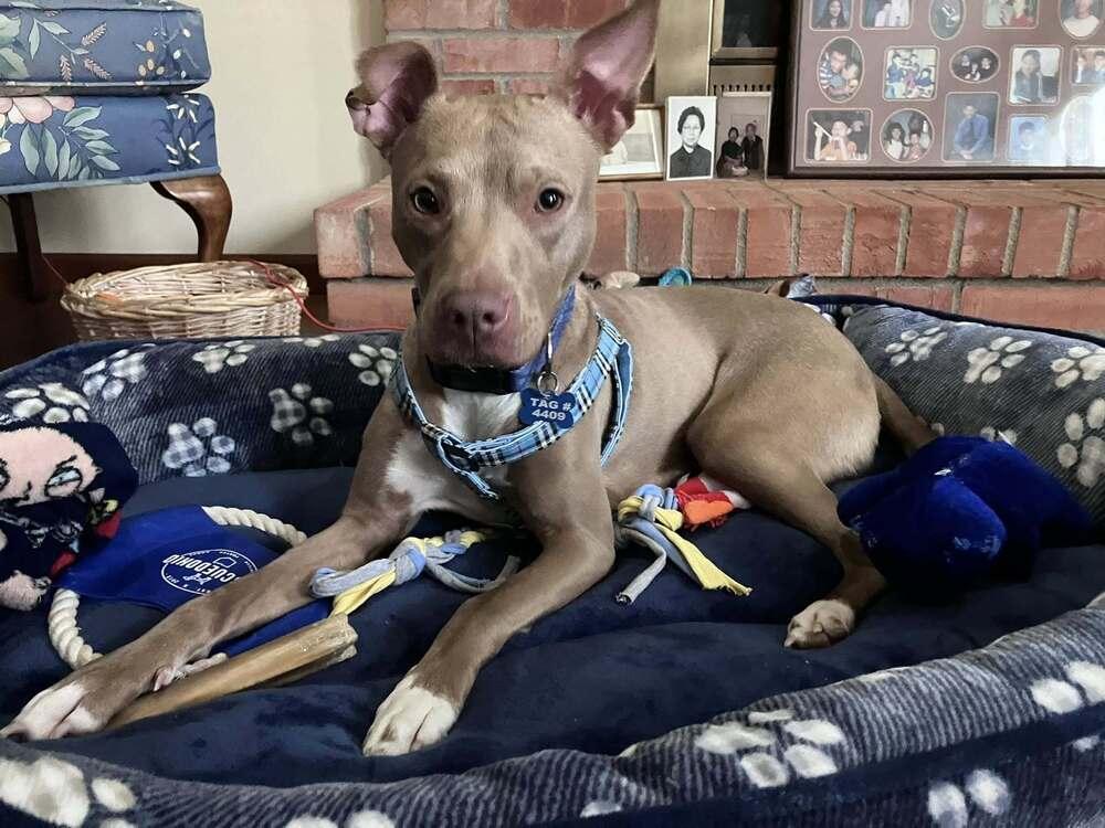 Enlarge Clove, a Adoptable mixed breed in New Albany, OH image 6/6