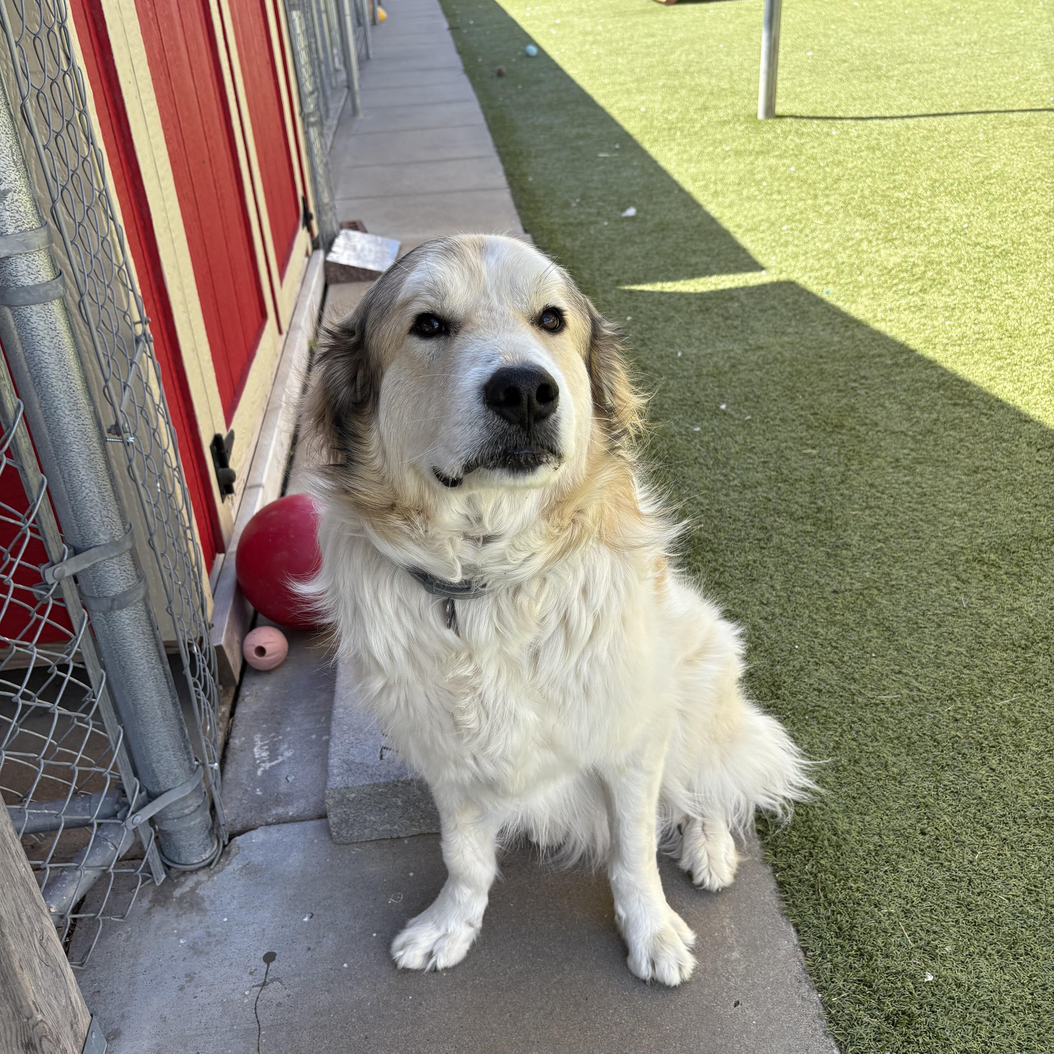 Enlarge Cooper, a ADOPTABLE mixed breed in Hays, KS image 4/6