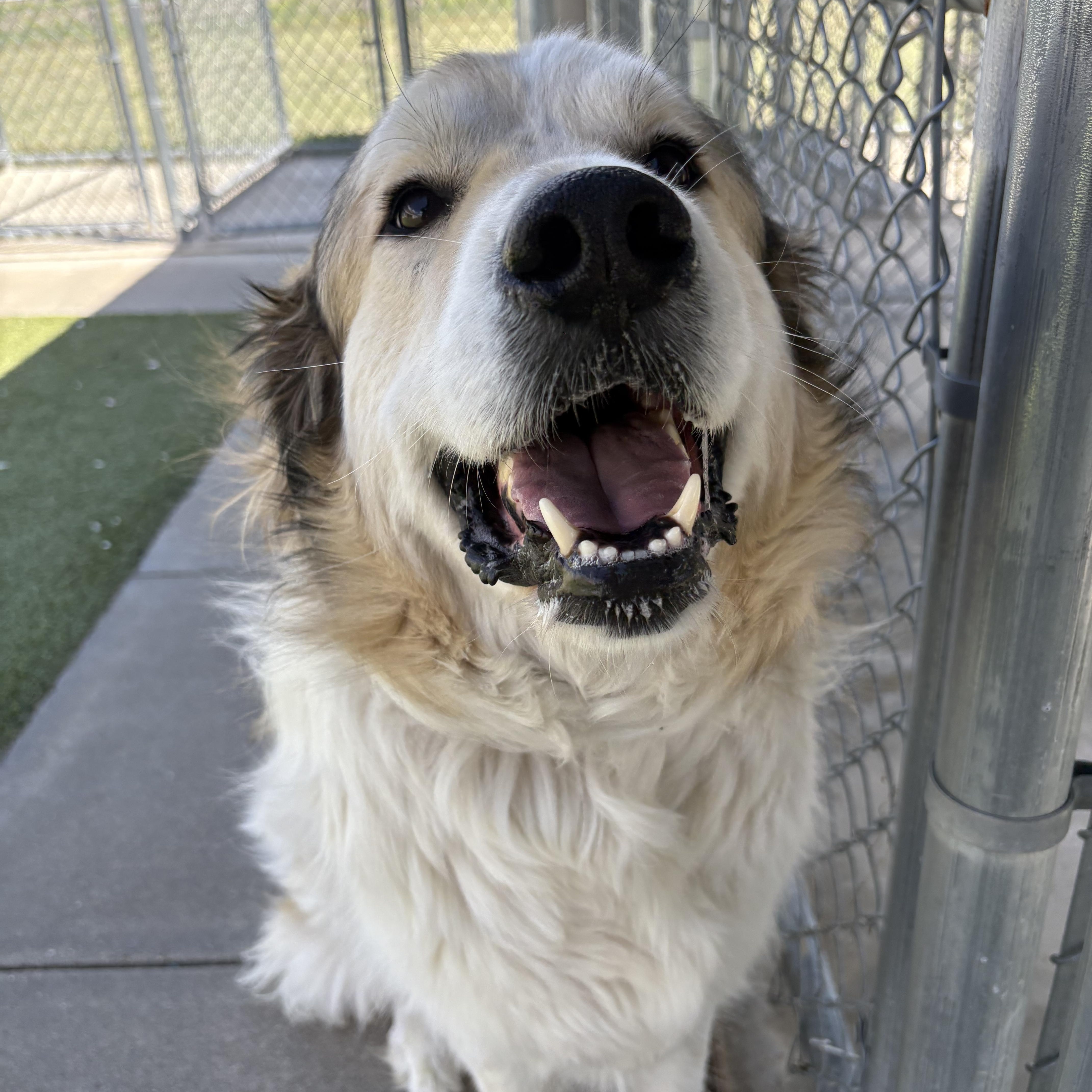 Enlarge Cooper, a ADOPTABLE mixed breed in Hays, KS image 1/6