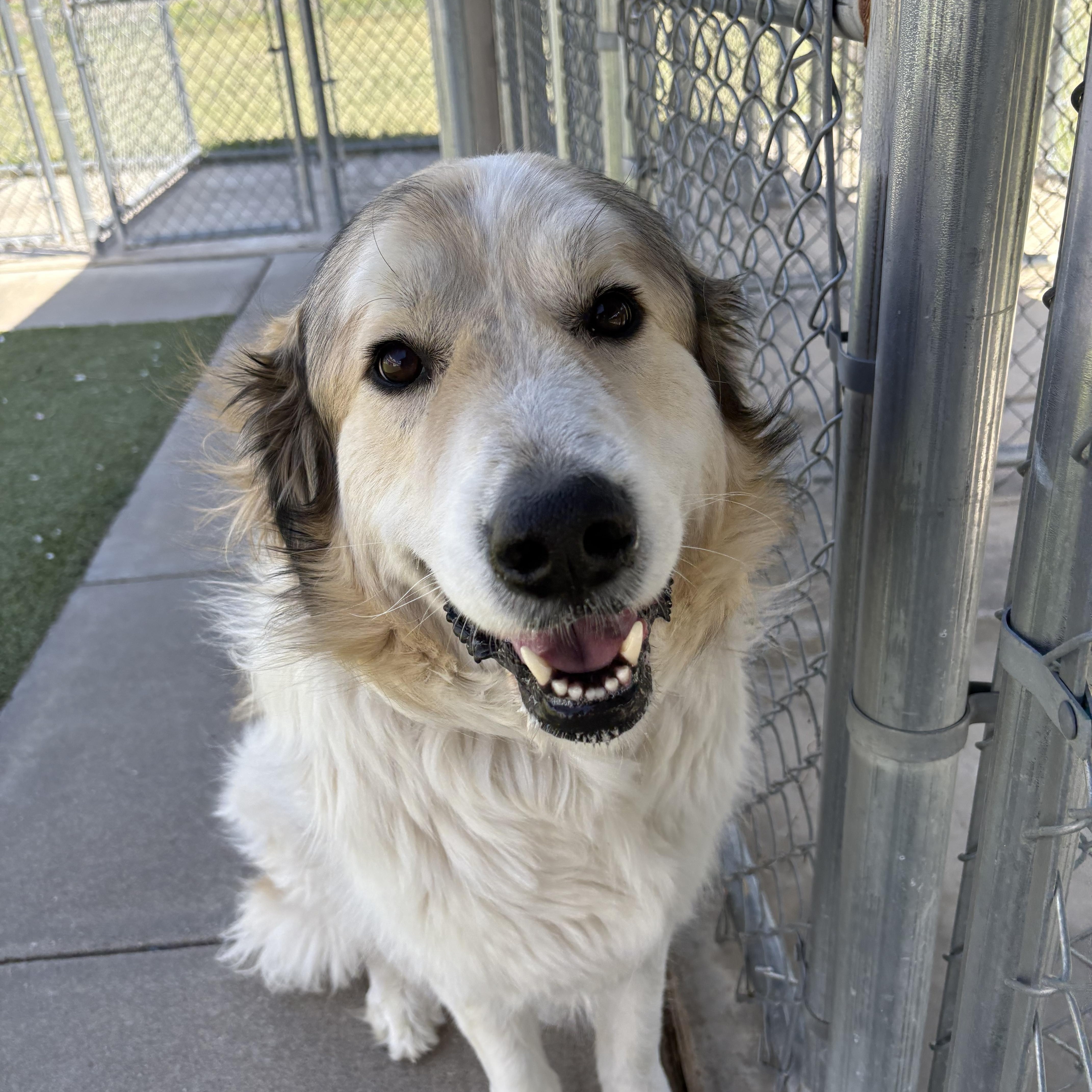 Enlarge Cooper, a ADOPTABLE mixed breed in Hays, KS image 5/6