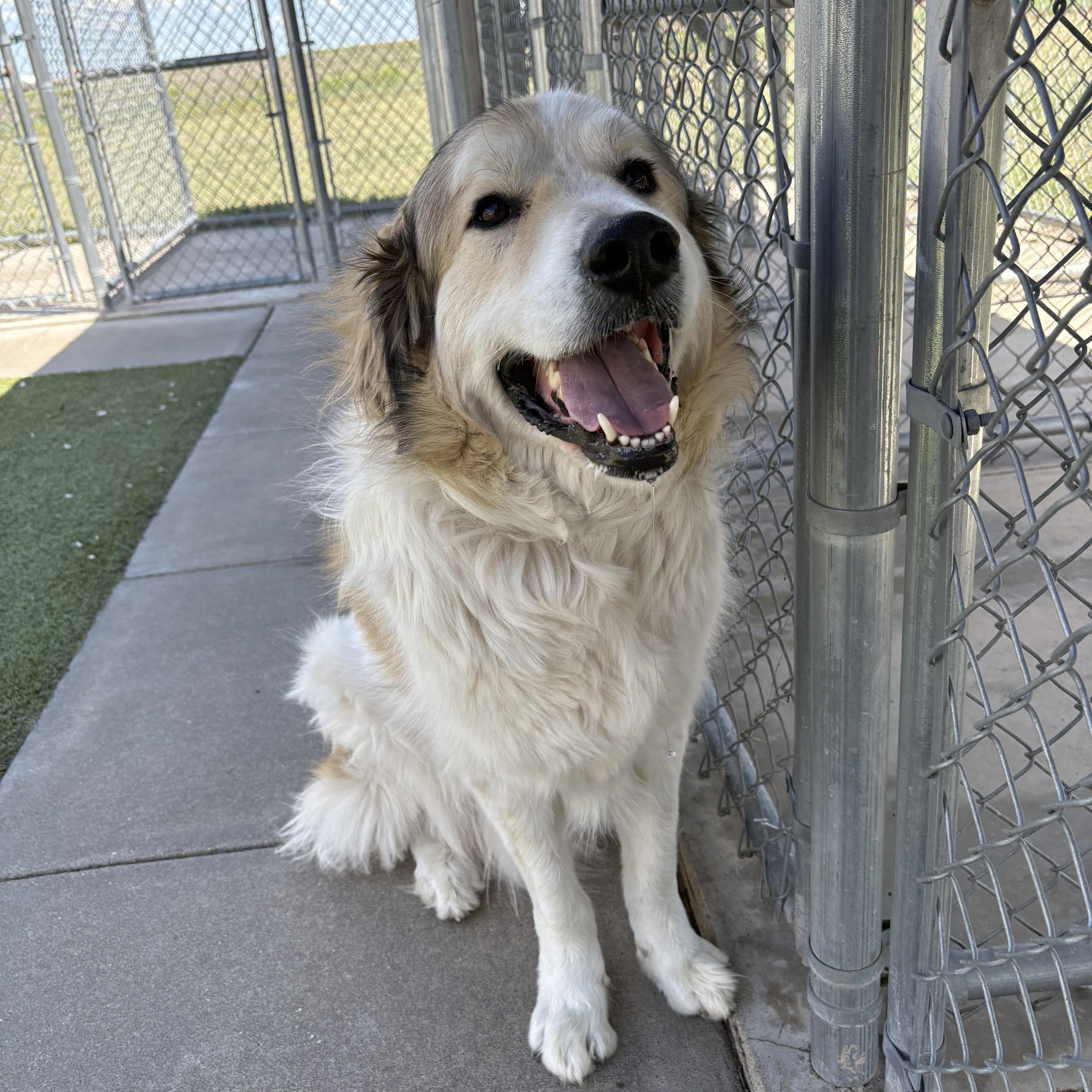 Enlarge Cooper, a ADOPTABLE mixed breed in Hays, KS image 2/6
