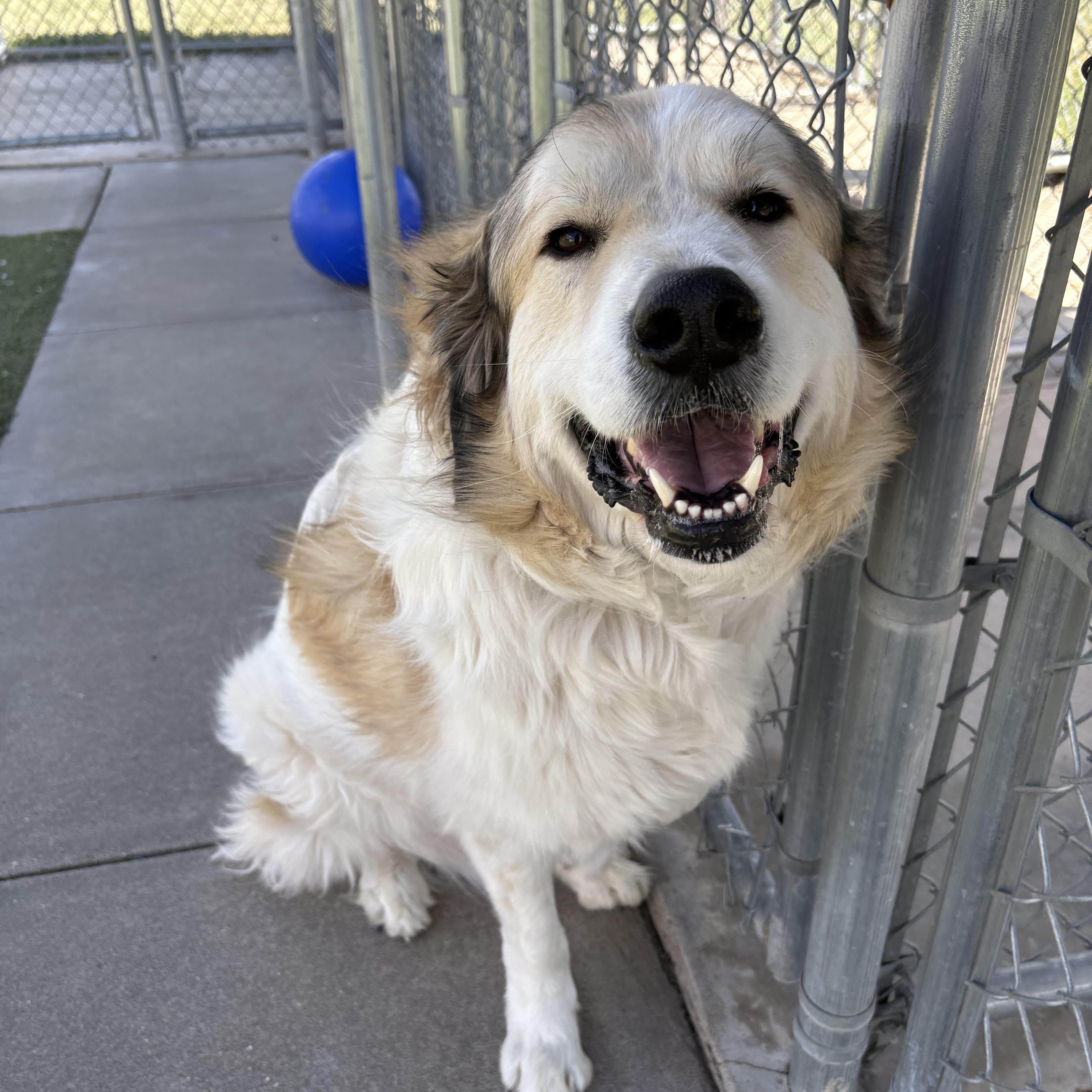 Enlarge Cooper, a ADOPTABLE mixed breed in Hays, KS image 3/6