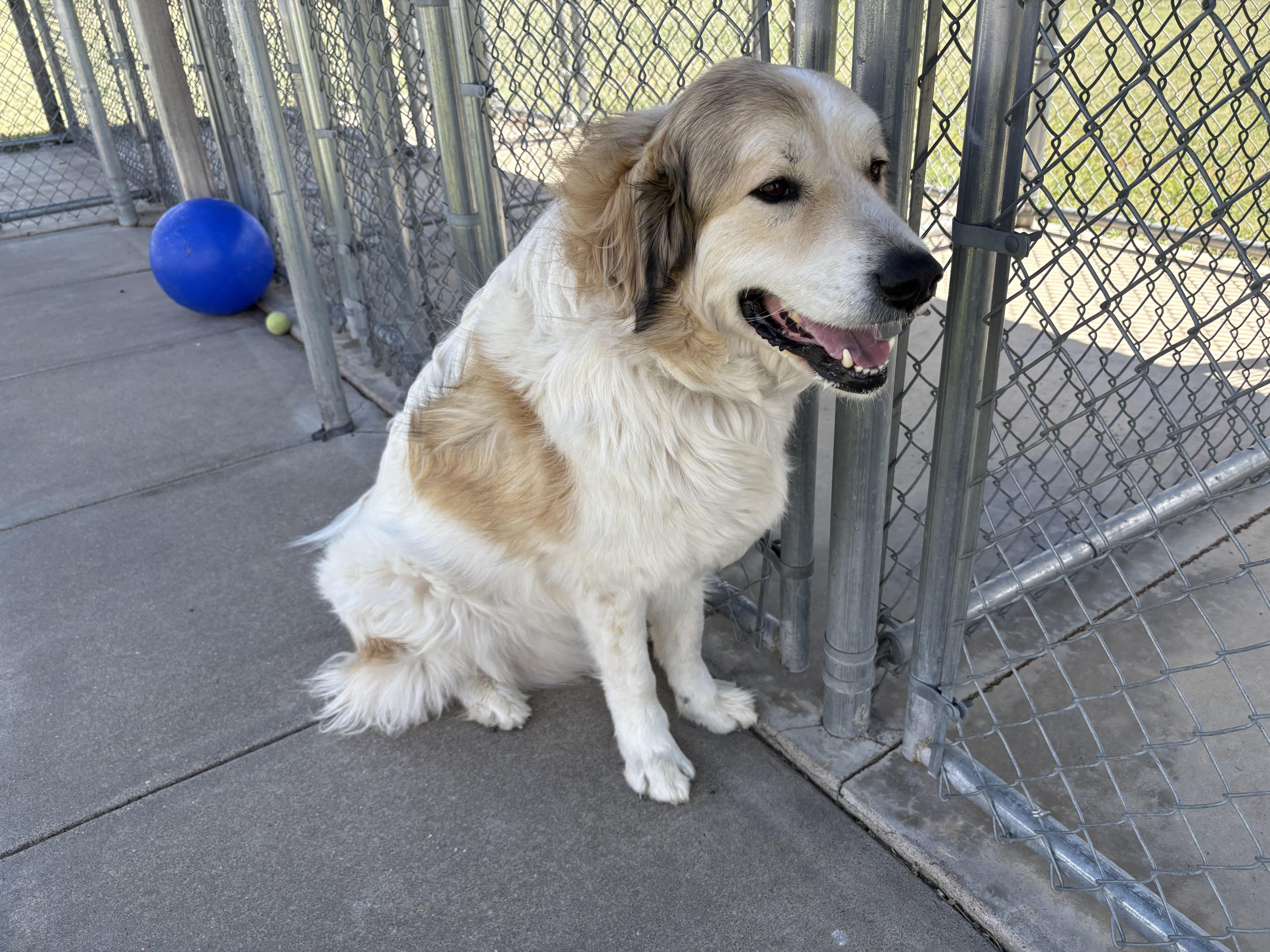 Enlarge Cooper, a ADOPTABLE mixed breed in Hays, KS image 6/6