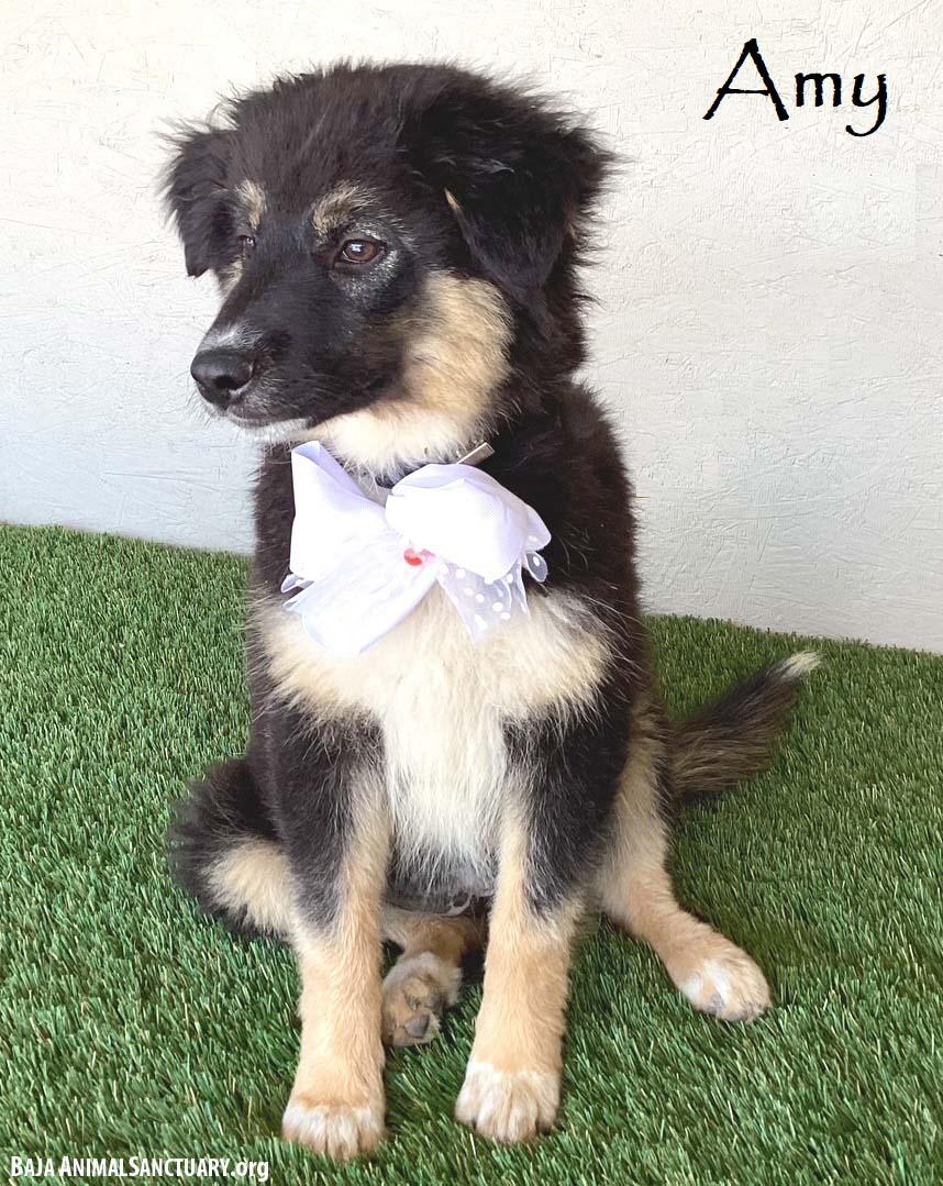 Amy, adopted, Puppy Female Australian Shepherd.