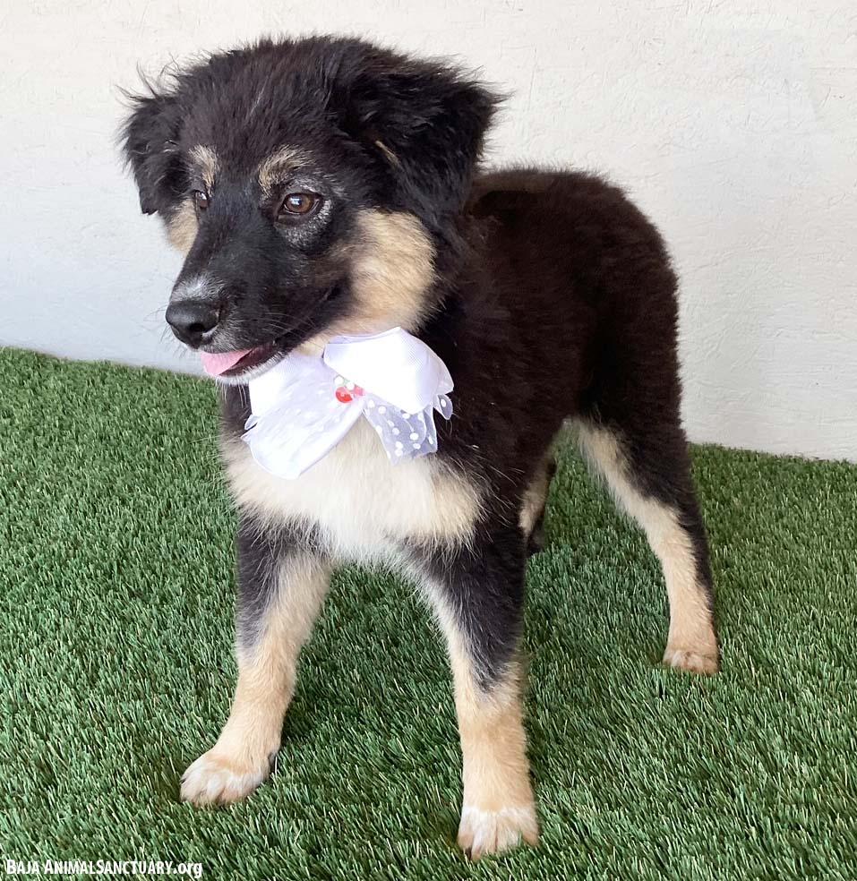 Enlarge Amy, an adopted mixed breed in San Diego, CA image 4/4
