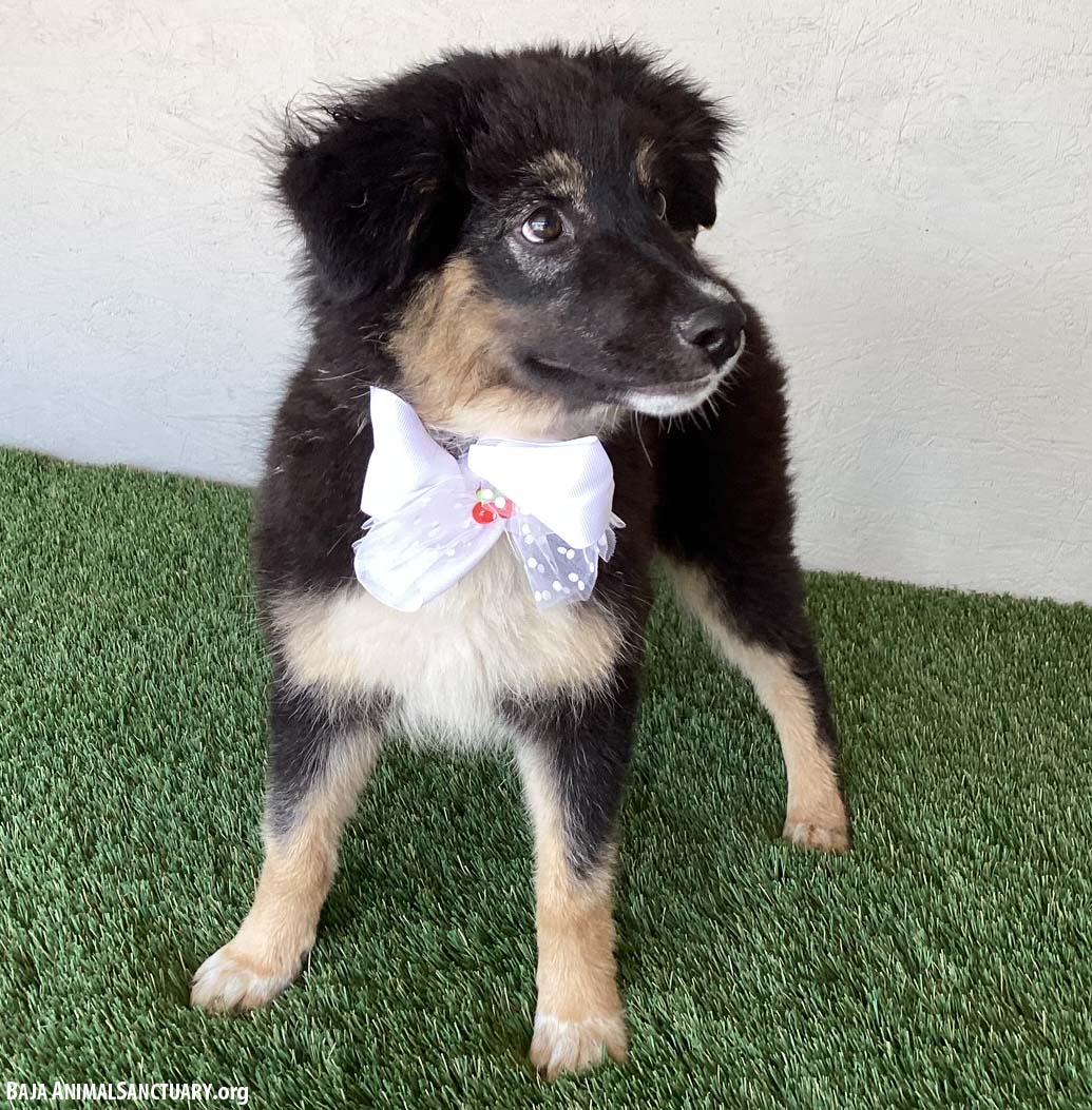 Enlarge Amy, an adopted mixed breed in San Diego, CA image 2/4