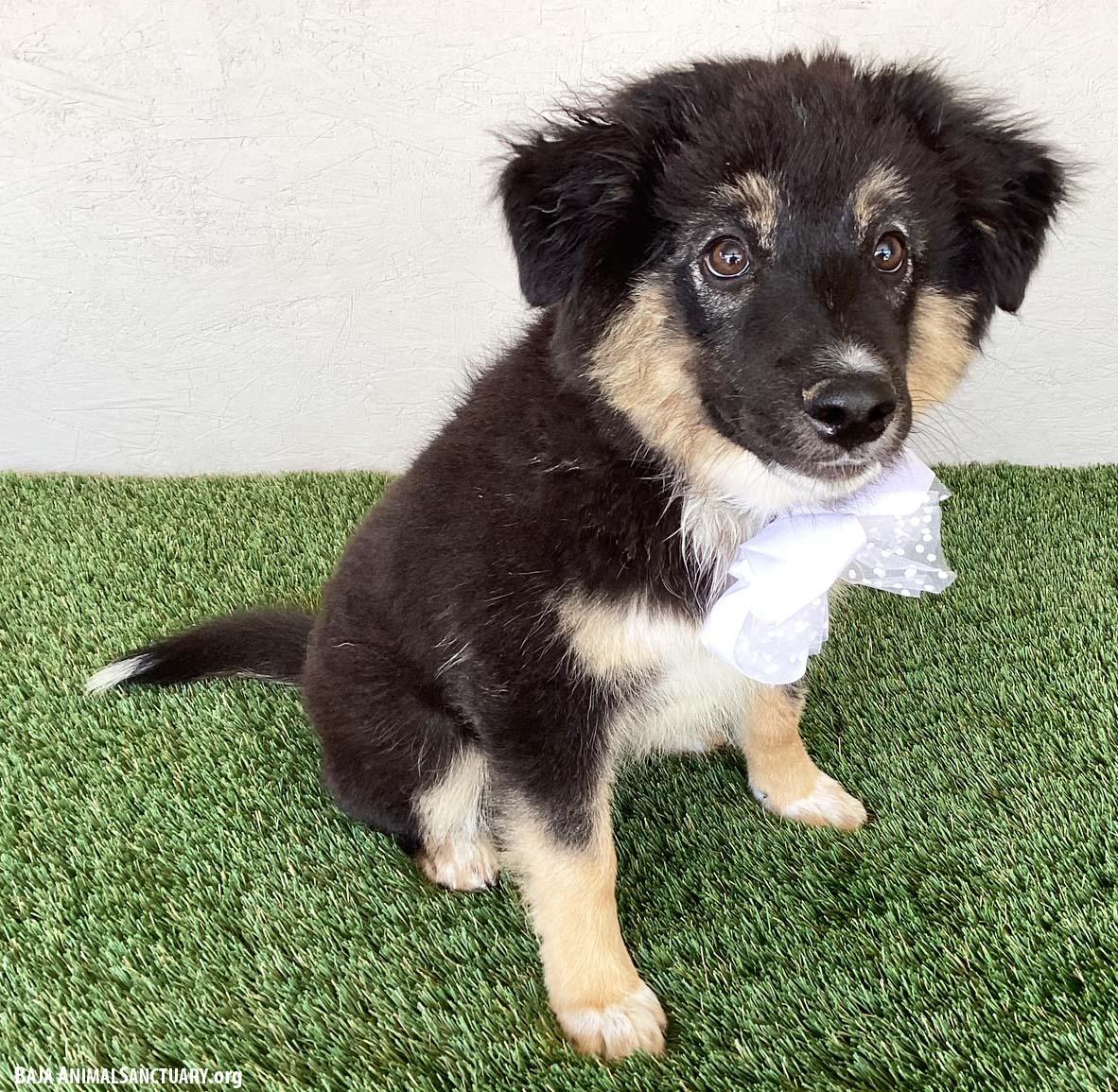 Enlarge Amy, an adopted mixed breed in San Diego, CA image 3/4