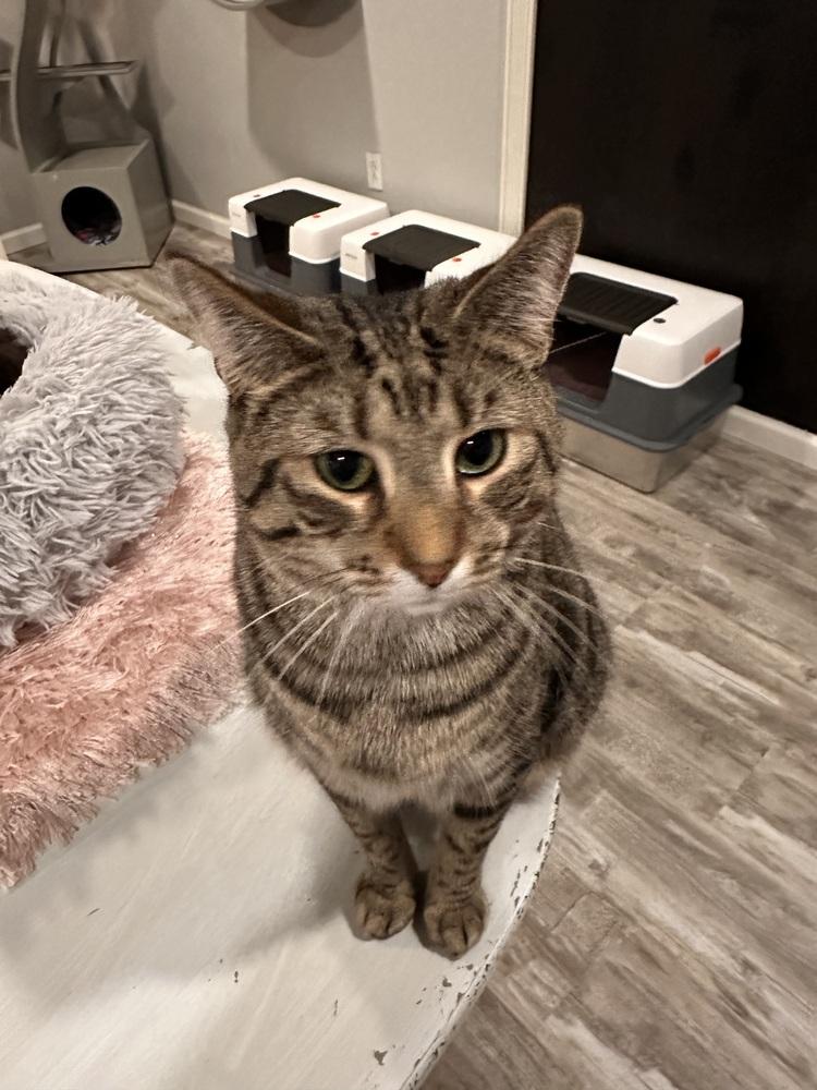 Enlarge Tiger Jim, a Adoptable Tabby in Greensburg, PA image 1/3