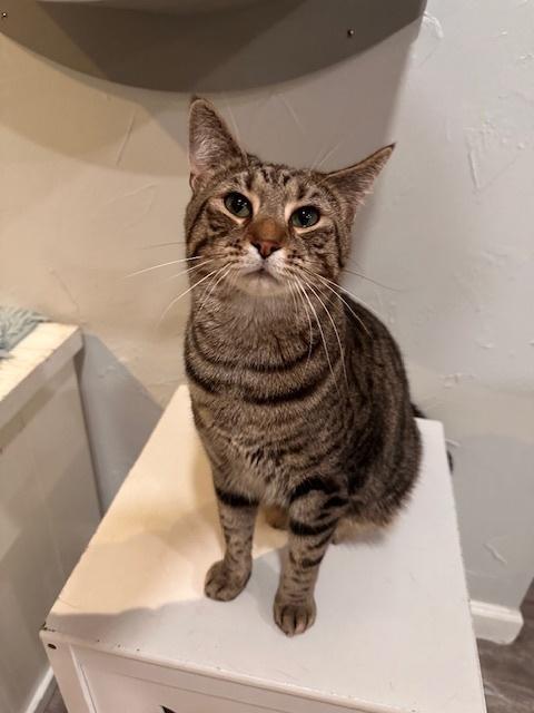 Enlarge Tiger Jim, a Adoptable Tabby in Greensburg, PA image 2/3