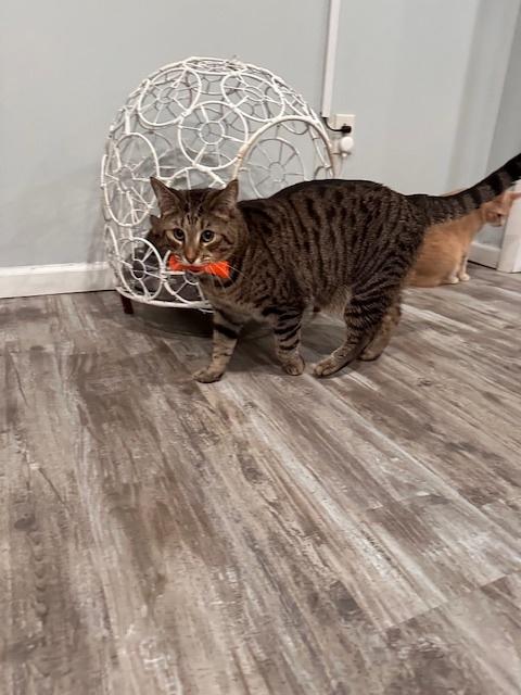 Tiger Jim, Adoptable, Adult Male Tabby.