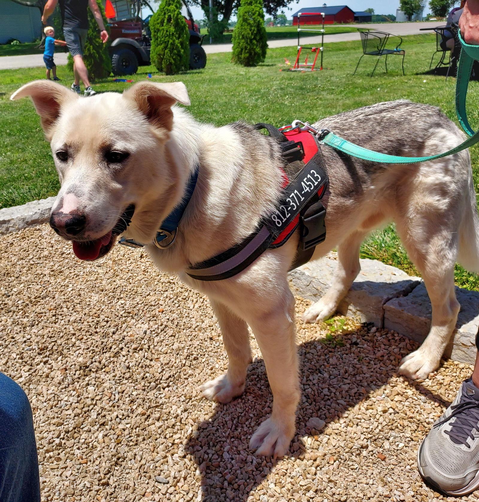 Enlarge Toby, a Adoptable mixed breed in Columbus, IN image 2/3