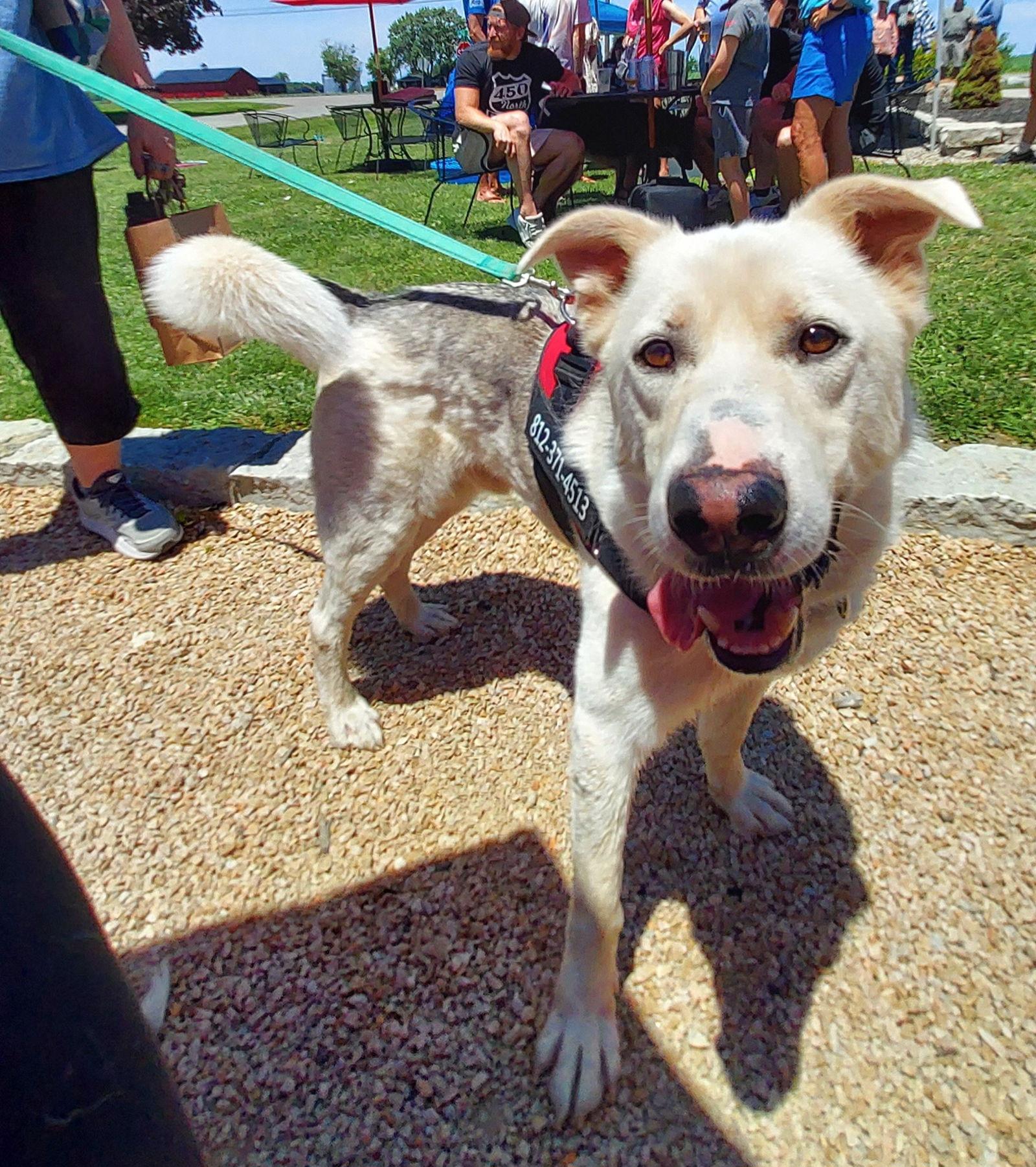 Enlarge Toby, a Adoptable mixed breed in Columbus, IN image 3/3