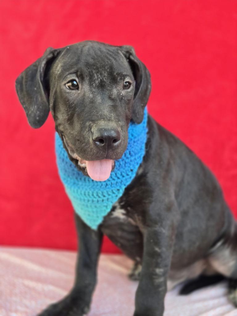Gus (Gx4), Adoptable, Puppy Male Labrador Retriever.