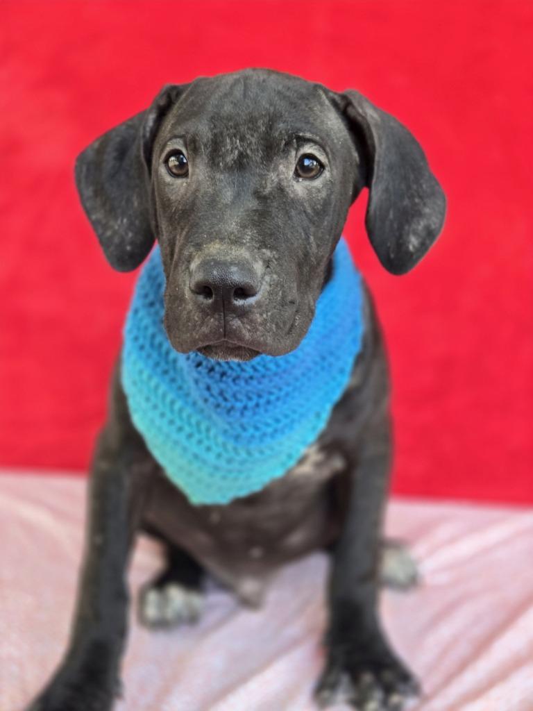 Enlarge Gus (Gx4), a Adoptable mixed breed in Hartsville, SC image 2/4