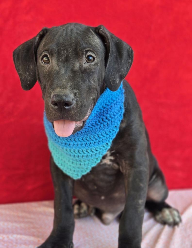 Enlarge Gus (Gx4), a Adoptable mixed breed in Hartsville, SC image 3/4