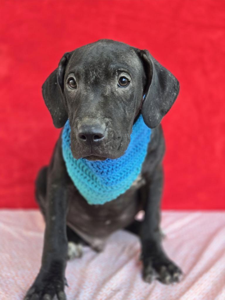 Enlarge Gus (Gx4), a Adoptable mixed breed in Hartsville, SC image 4/4