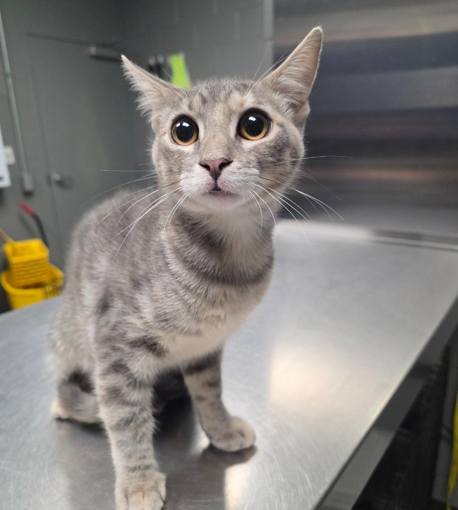Enlarge Mitsie, a Adoptable mixed breed in Missouri City, TX image 1/1