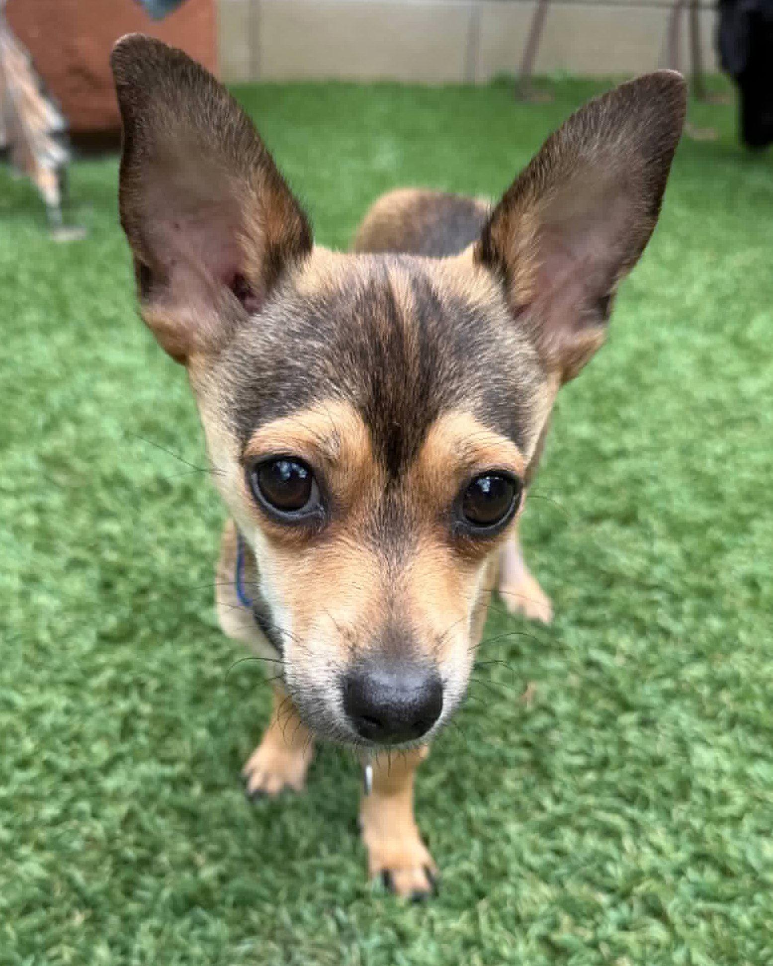 Pistachio, Adopted, Puppy Male Terrier.