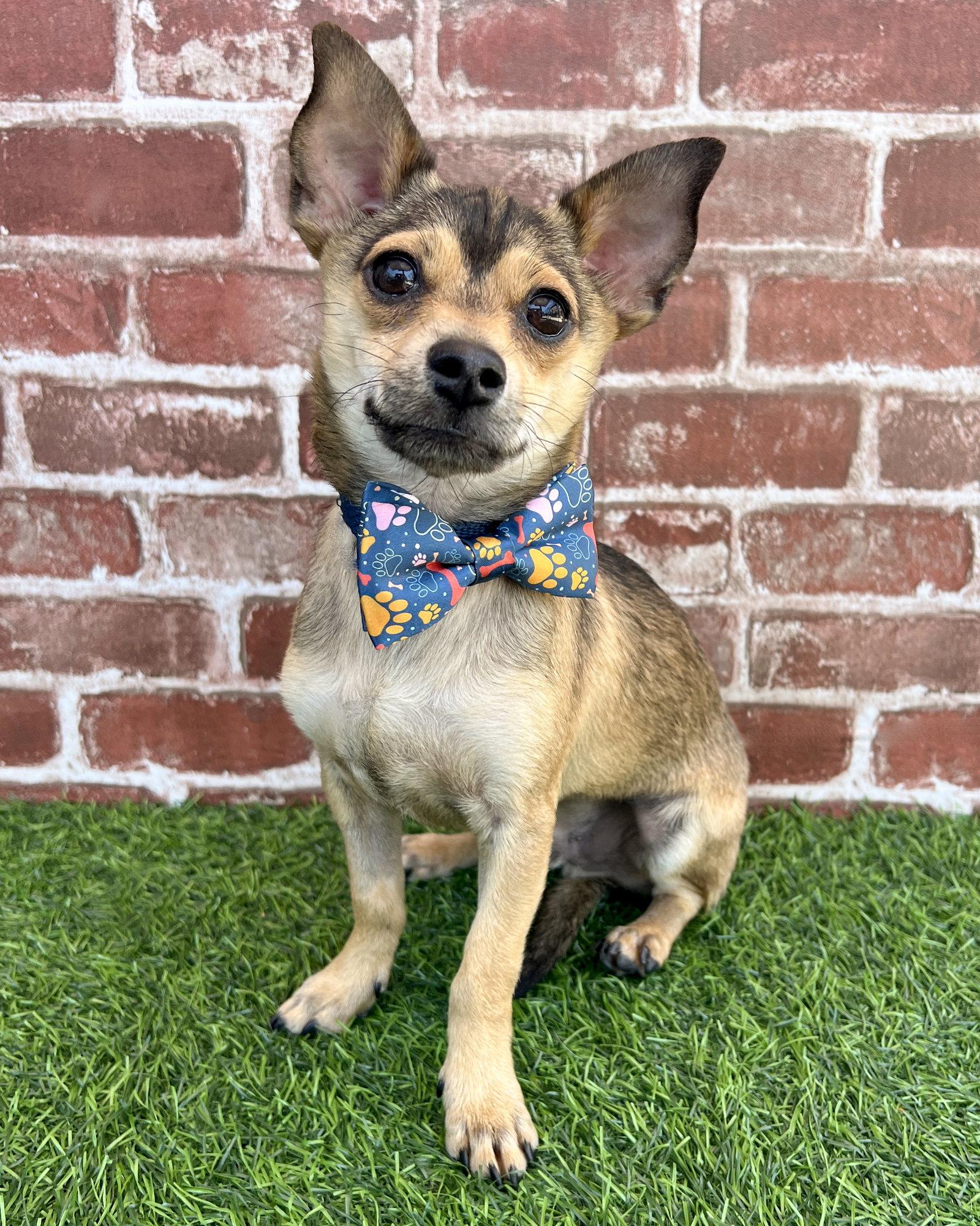 Enlarge Pistachio, a Adopted Terrier in Corona, CA image 2/3