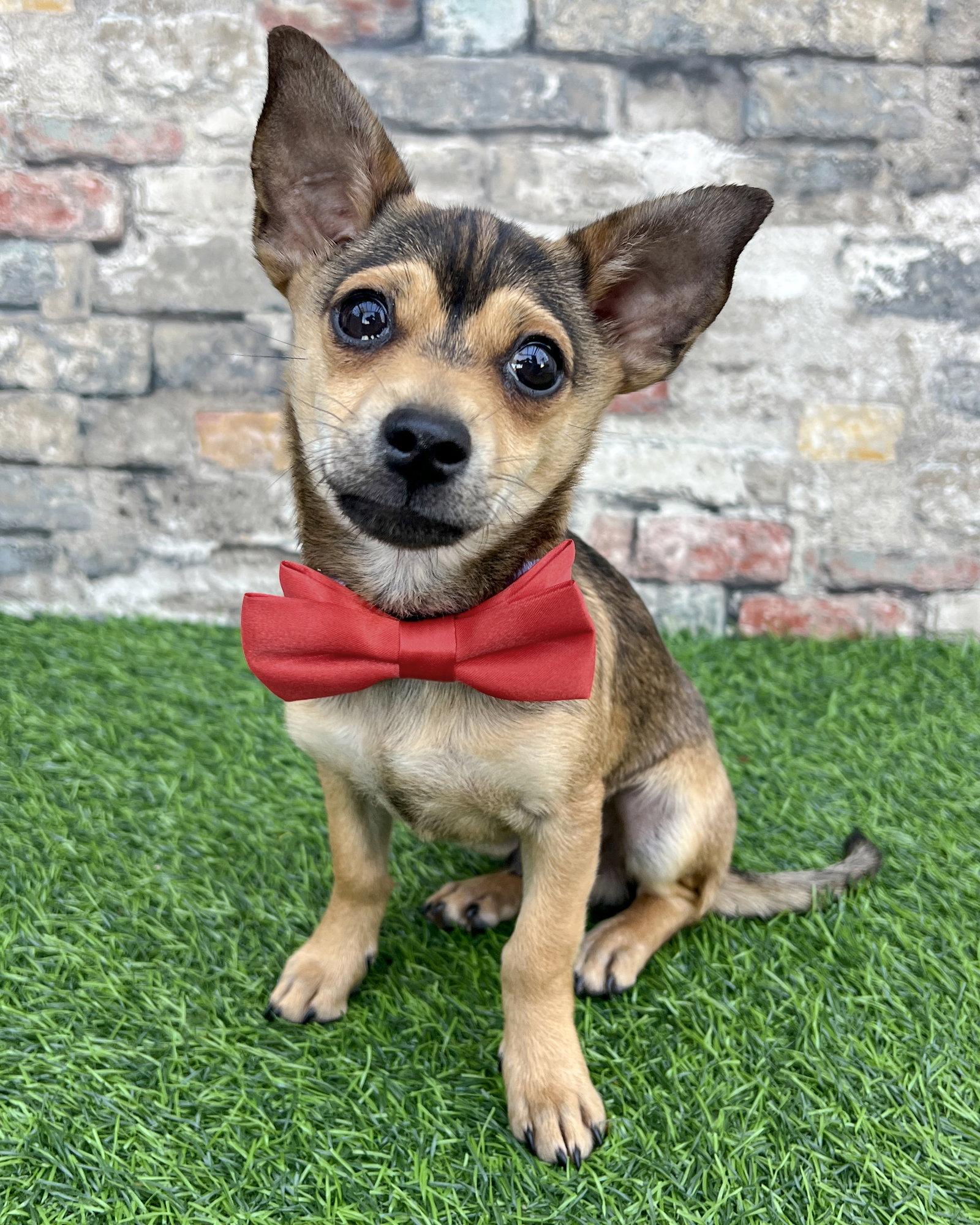 Enlarge Pistachio, a Adopted Terrier in Corona, CA image 3/3