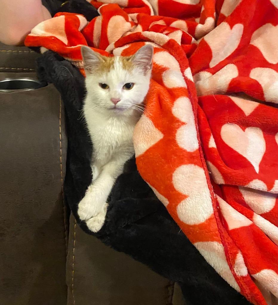 Gus, Adoptable, Kitten Male Domestic Short Hair.