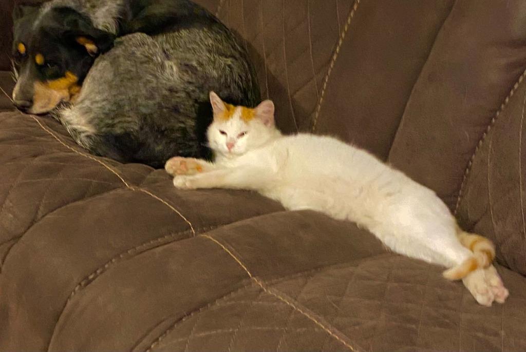 Enlarge Gus, a Adoptable mixed breed in Miami, OK image 2/5