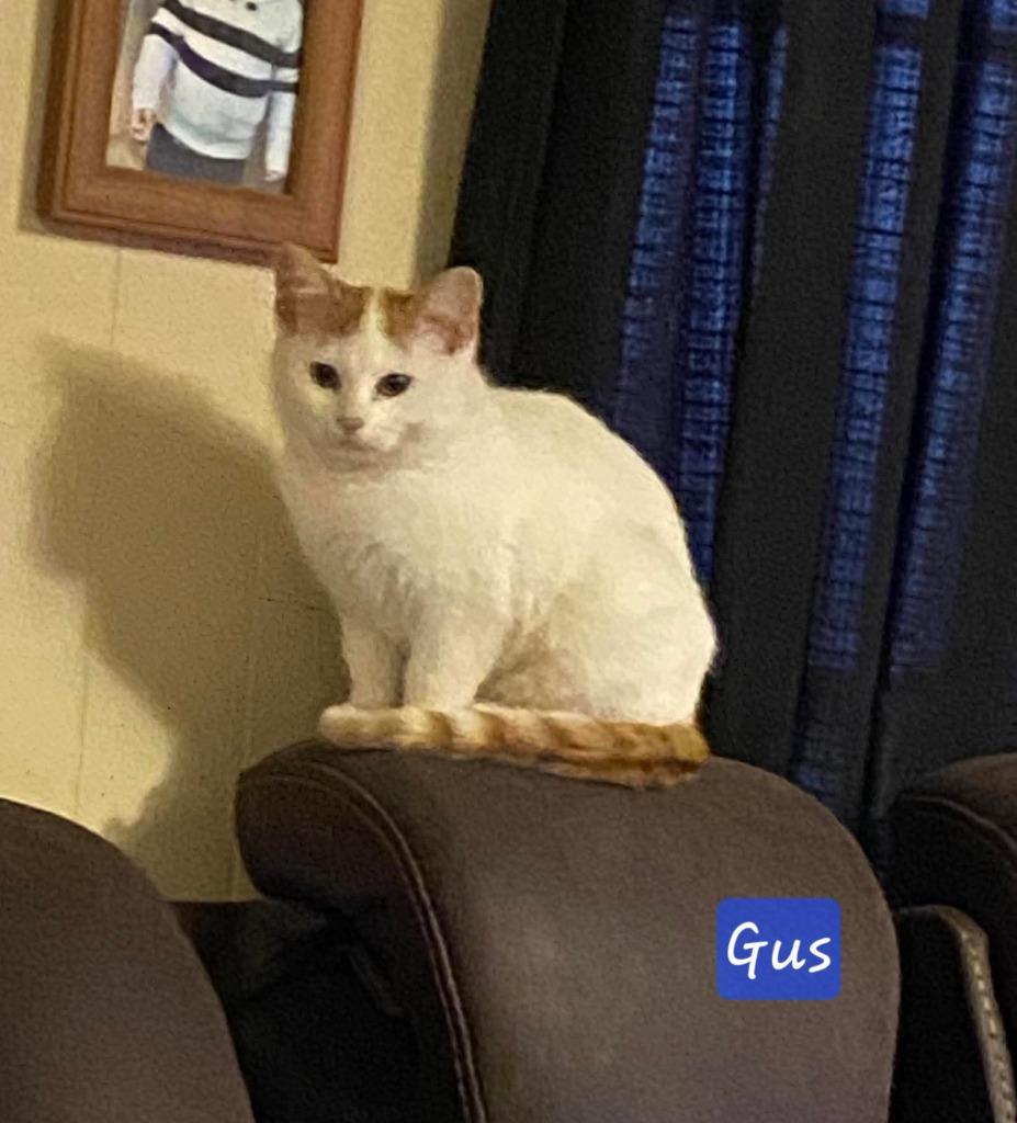 Enlarge Gus, a Adoptable mixed breed in Miami, OK image 3/5