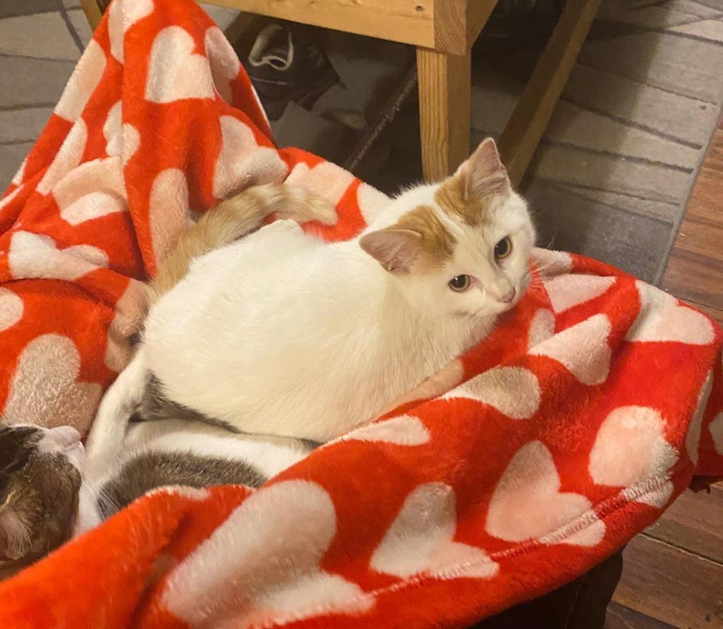 Enlarge Gus, a Adoptable mixed breed in Miami, OK image 4/5