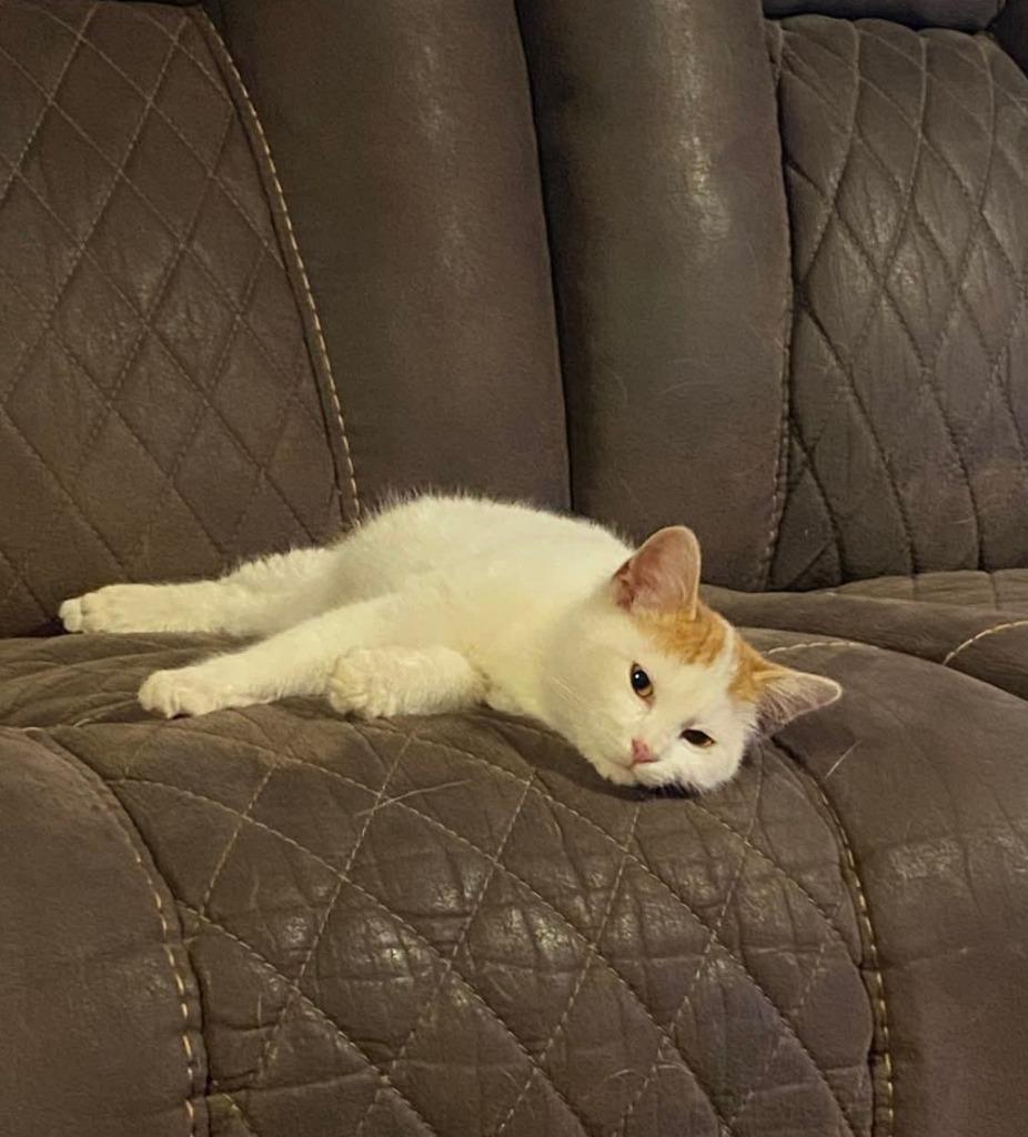 Enlarge Gus, a Adoptable mixed breed in Miami, OK image 5/5